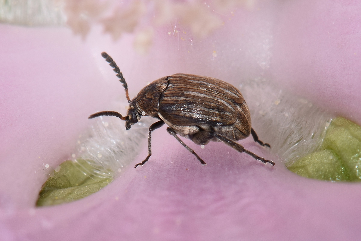 Chrysomelidae Bruchinae: Acanthoscelides sp? No, Bruchidius lineatus